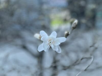 Winter Flower