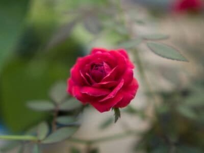 Solitary Rose